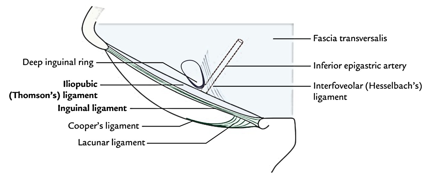 lacunar ligament