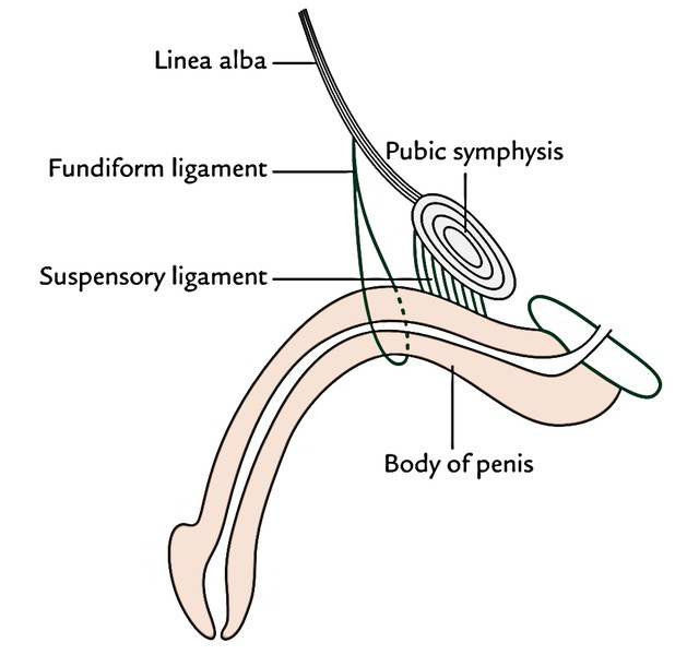 penisuri arcuate