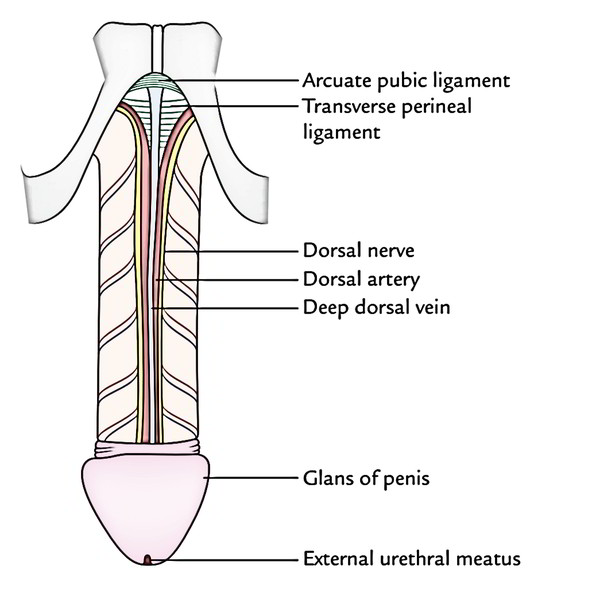 penisuri arcuate)