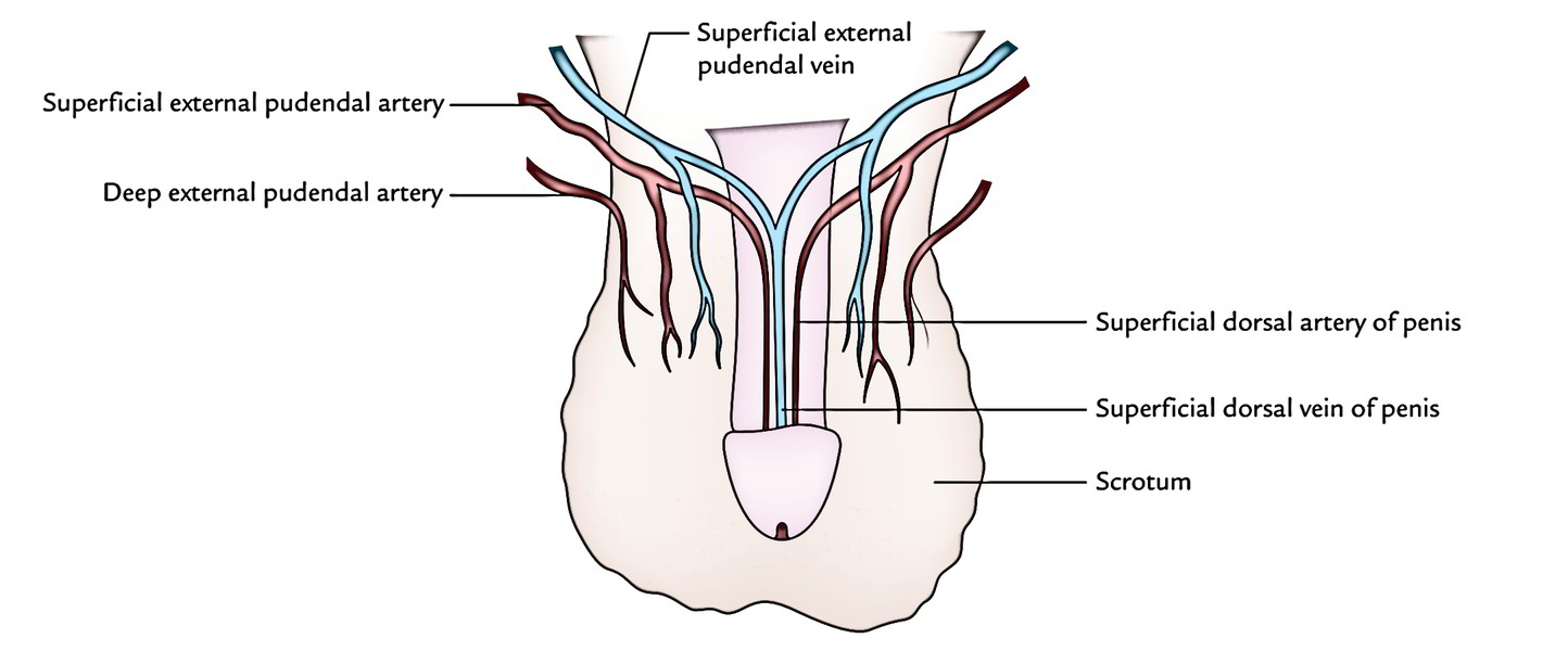 Superficial Dorsal Vein Of The Penis 16