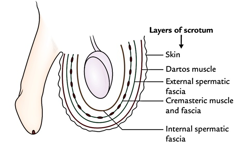 External Spermatic Fascia