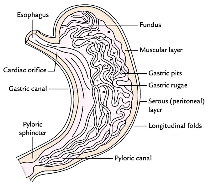 Easy Notes On 【Stomach】Learn in Just 4 Minutes! – Earth's Lab