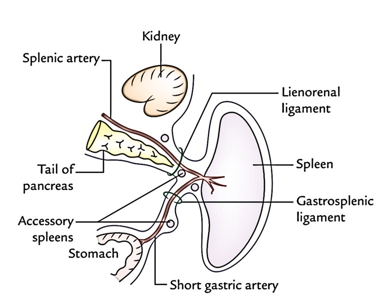 Spleen Anatomy Diagram