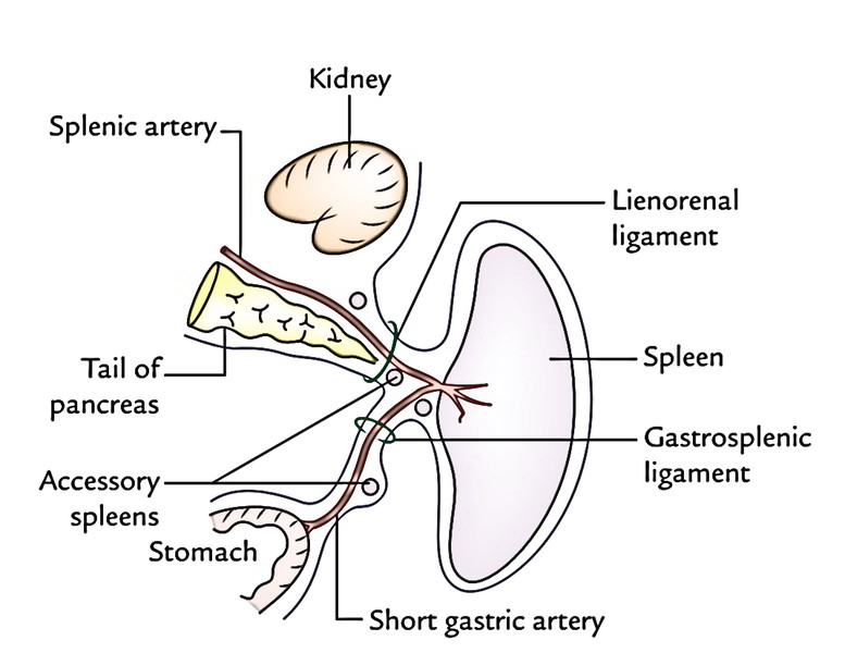 Spleen And Kidney Anatomy