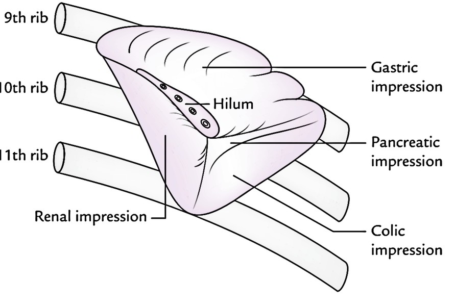 6+ Diagram Of The Spleen - BraidyLeandros