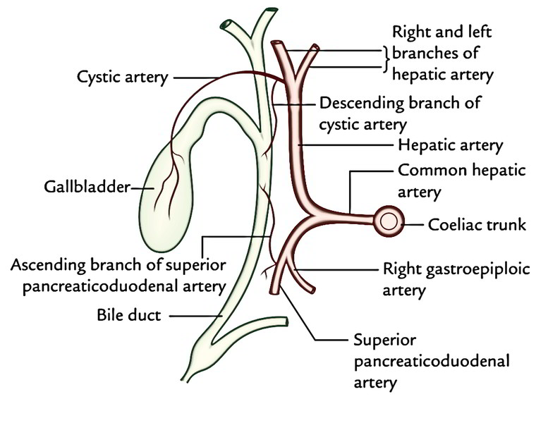 Gallbladder – Earth's Lab