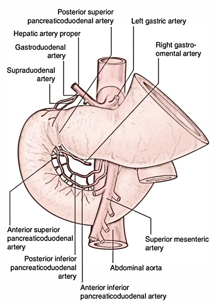 Easy Notes On 【Duodenum】Learn in Just 4 Minutes! – Earth's Lab