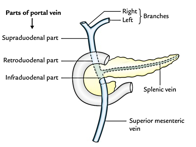 Easy Notes On 【Portal Vein】Learn in Just 4 Minutes!