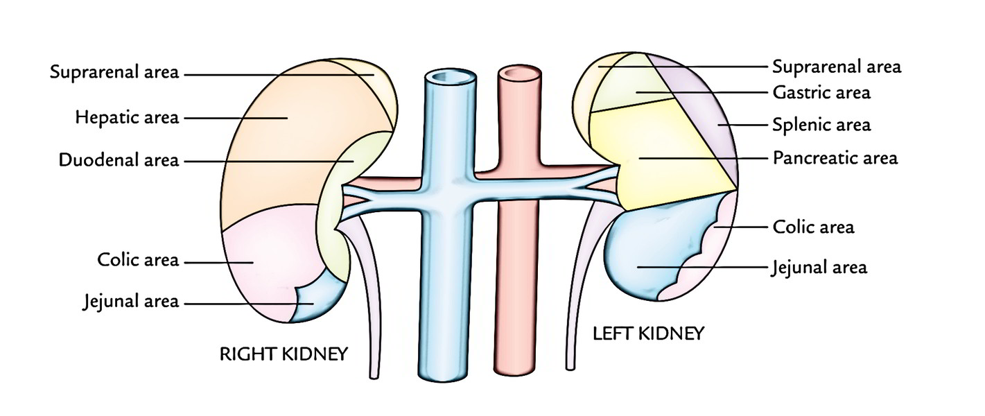 Easy Notes On 【Kidneys】Learn in Just 4 Minutes!