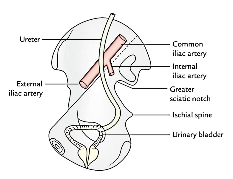 Ureter: Course