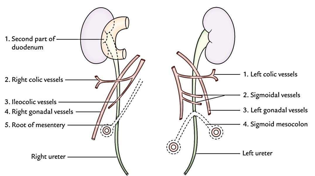 Ureter: Abdominal Part