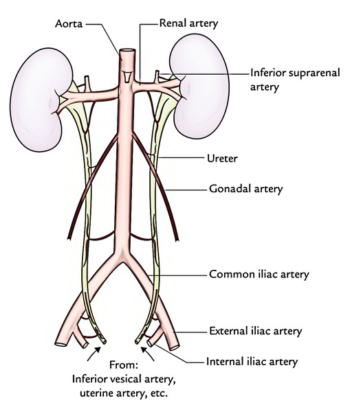 Ureter: Arterial Supply