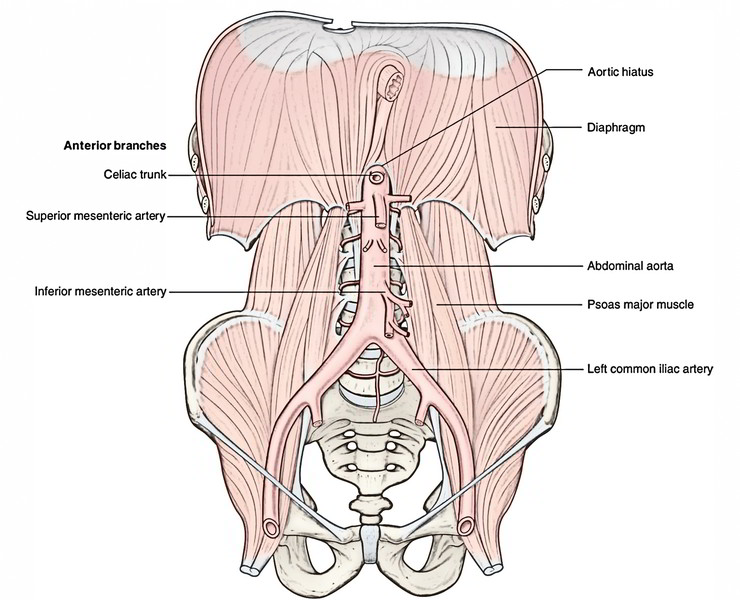 name the major branches of the abdominal aorta