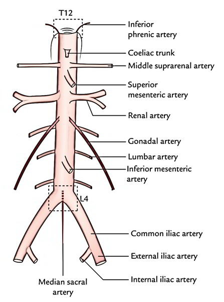 Celiac Trunk Abdominal Aorta Branches