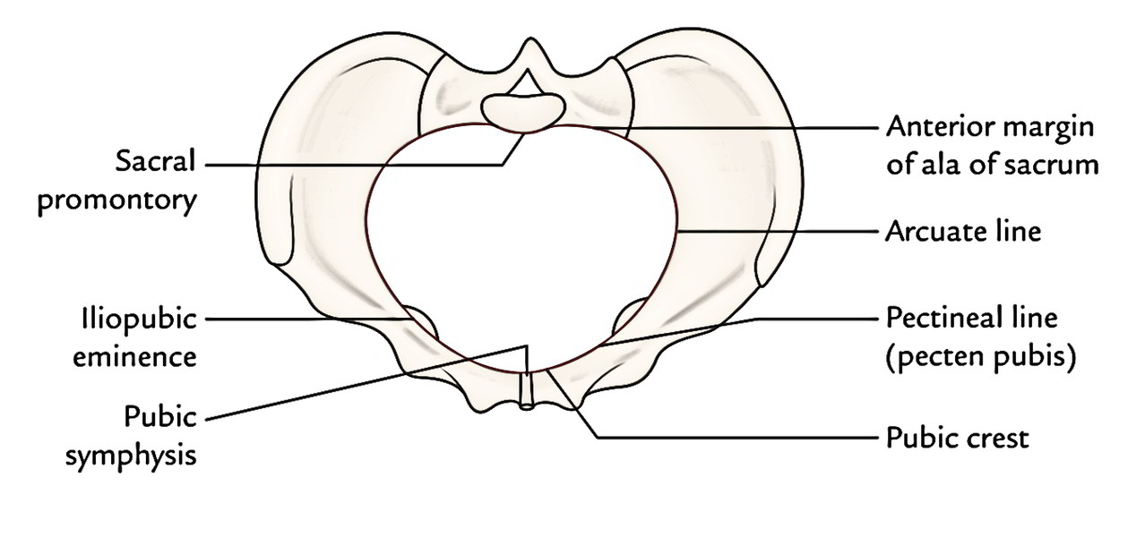 Easy Notes On  U3010obstetric Pelvis  True Pelvis  U3011learn In