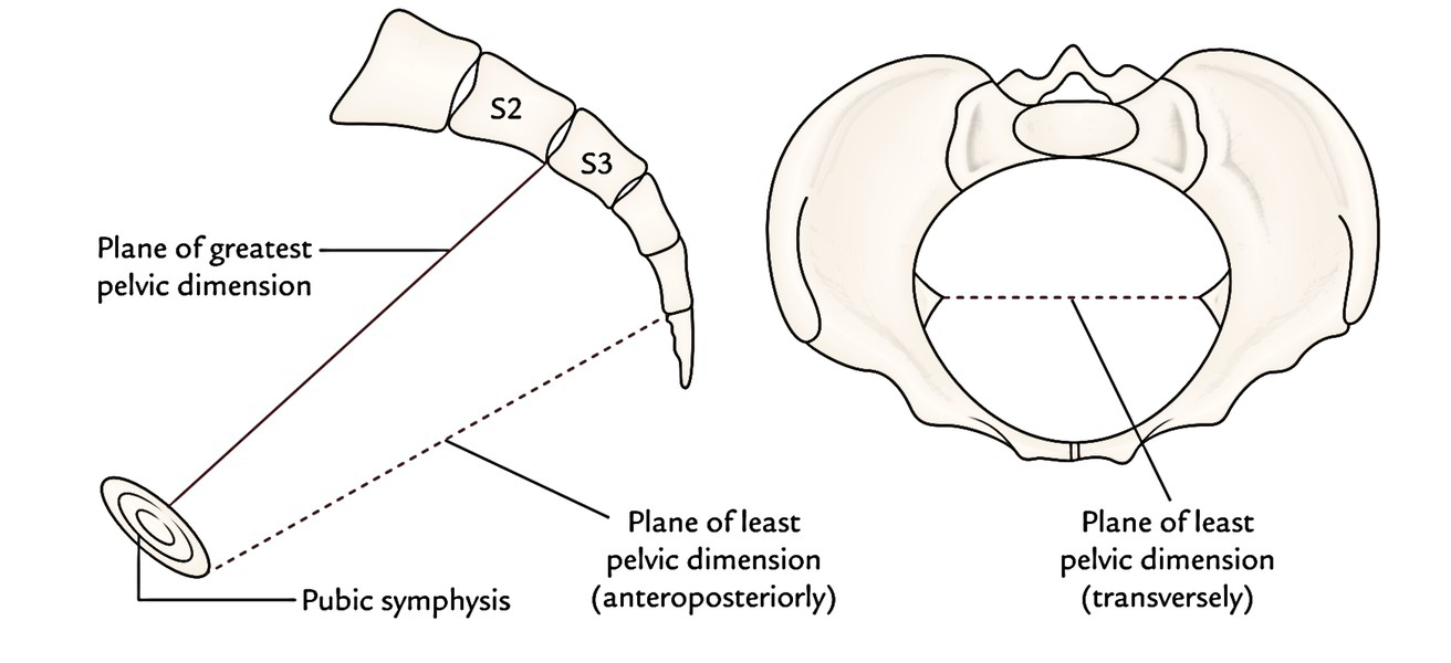 Easy Notes On  U3010obstetric Pelvis  True Pelvis  U3011learn In