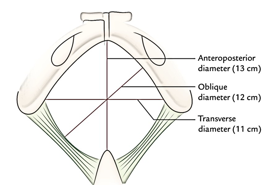 Easy Notes On  U3010obstetric Pelvis  True Pelvis  U3011learn In