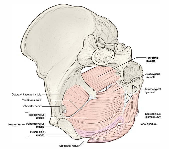 Pelvic Diaphragm