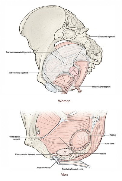 Pelvic Fascia