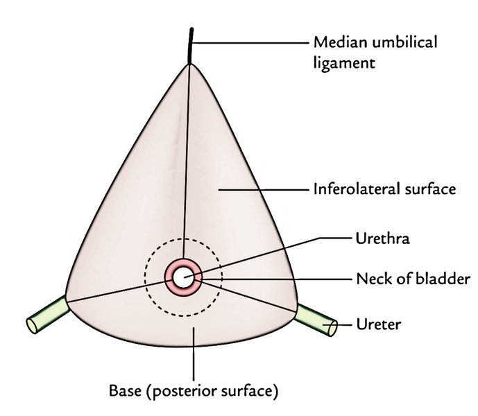 Urinary Bladder: Features