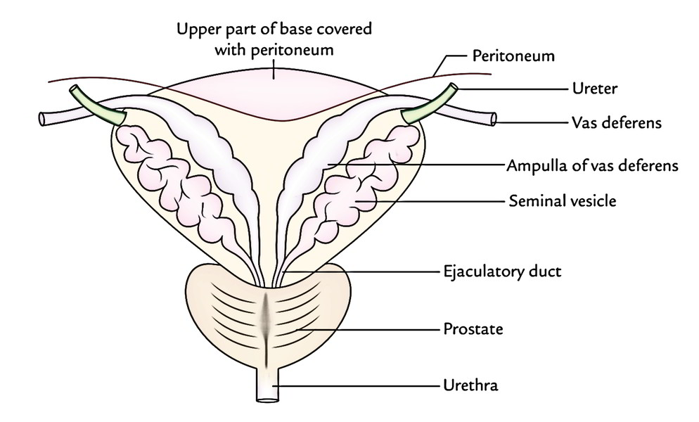 Urinary Bladder: Base