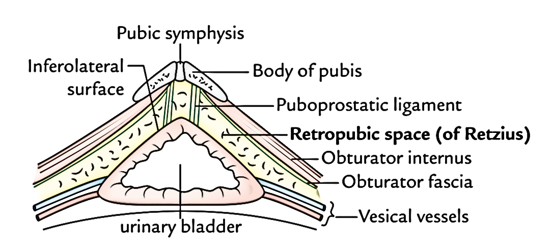 Urinary Bladder: Inferolateral Surface in Females