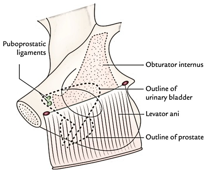 Urinary Bladder: Inferolateral Surface in Males