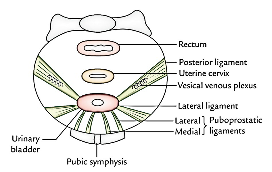 Urinary Bladder: Ligaments