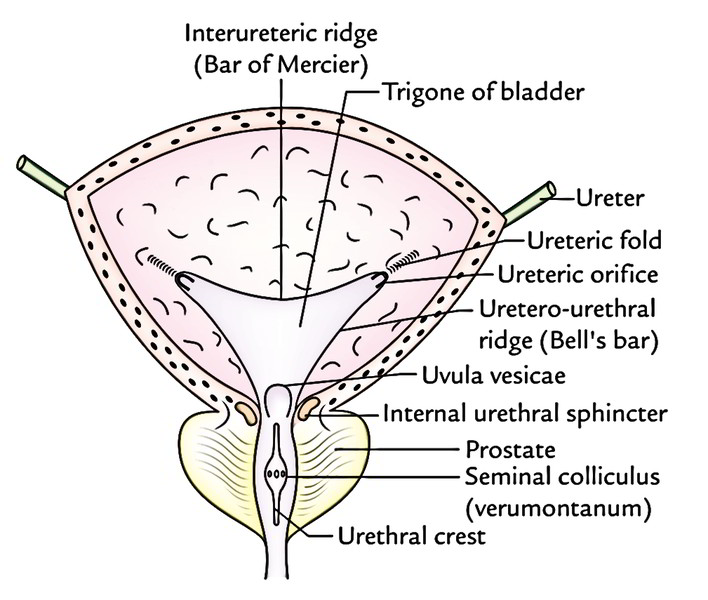 Urinary Bladder: Inside 