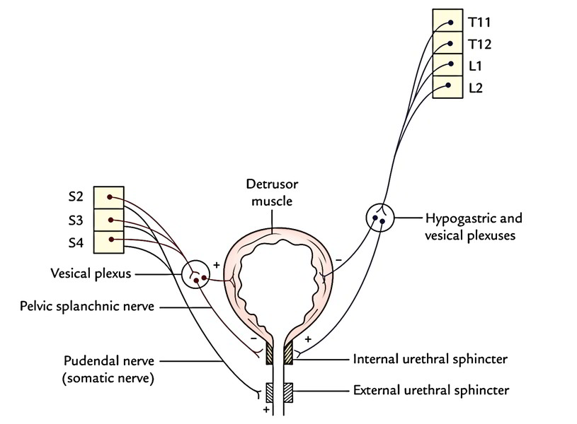 Urinary Bladder: Nerve Supply