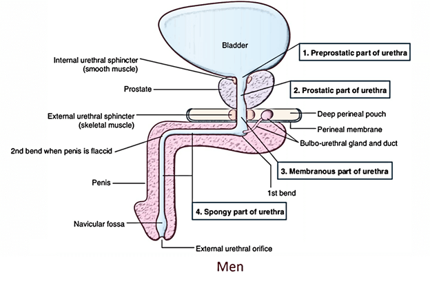 Urethra: Male Urethra