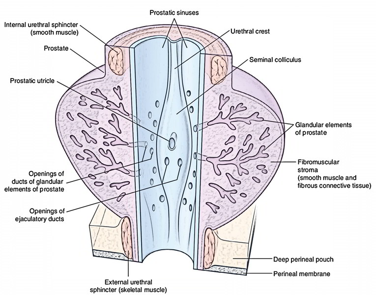 Urethra: Parts of Urethra