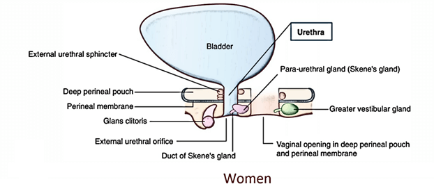 Urethra: Female Urethra