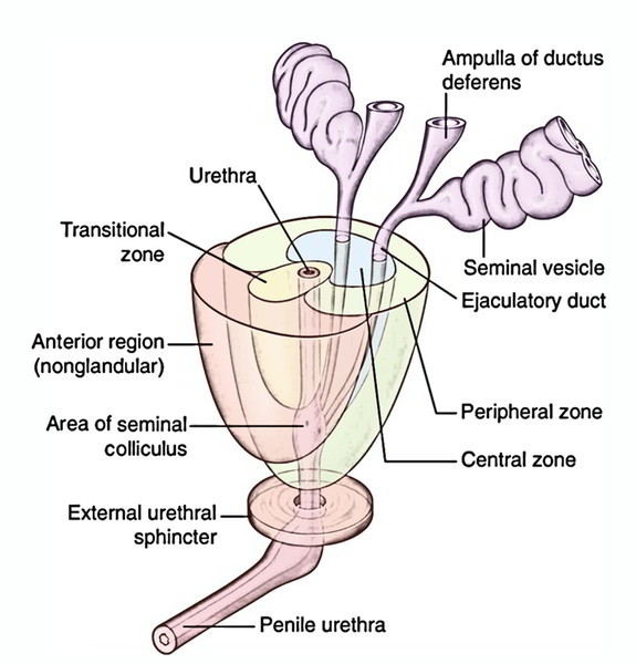 prostatita si sfaturi diagnosticul simptomelor prostatitei la bărbați