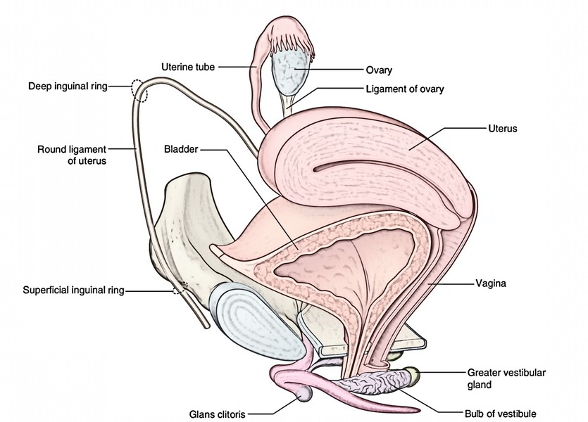 Easy Notes On 【Ovaries】Learn in Just 4 Minutes!