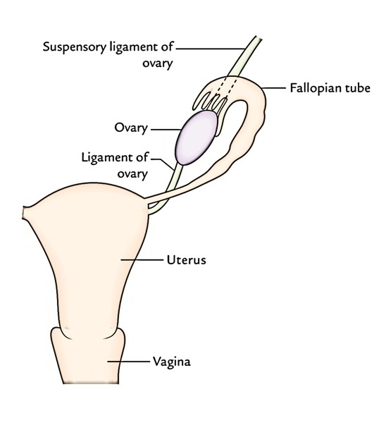 Easy Notes On 【Ovaries】Learn in Just 4 Minutes!
