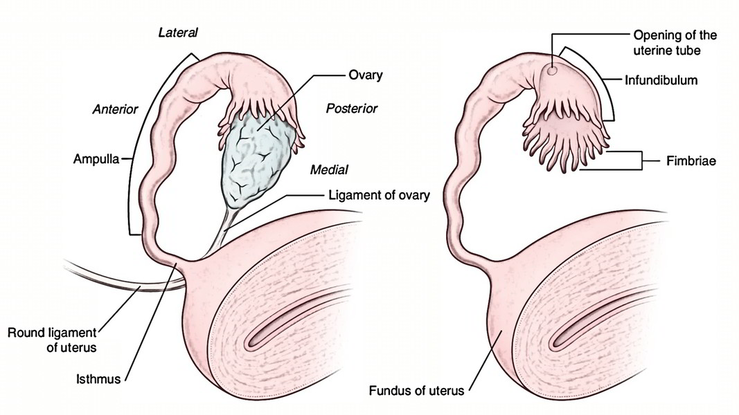 uterus sex tube uterus sex tube