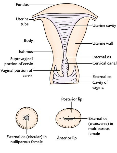 2 Part Uterus Ovary Anatomical Model Anatomy Crosssection