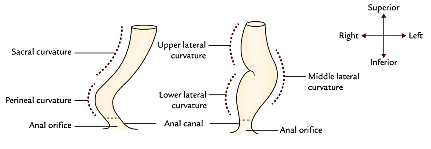 Rectum: Curvatures