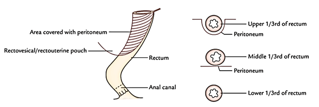 Rectum: Peritoneal Relation 