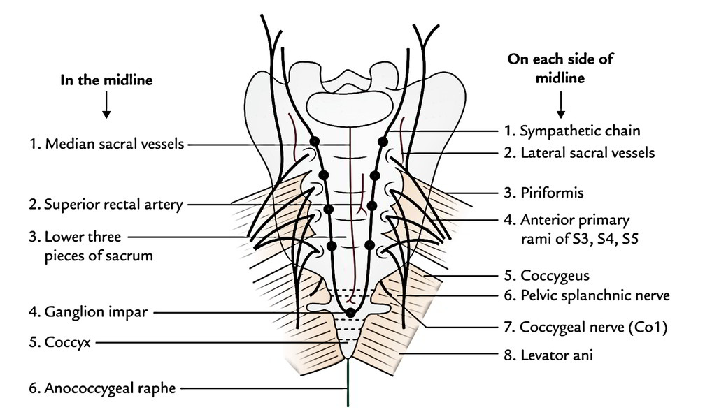 Rectum: Posterior Relationship