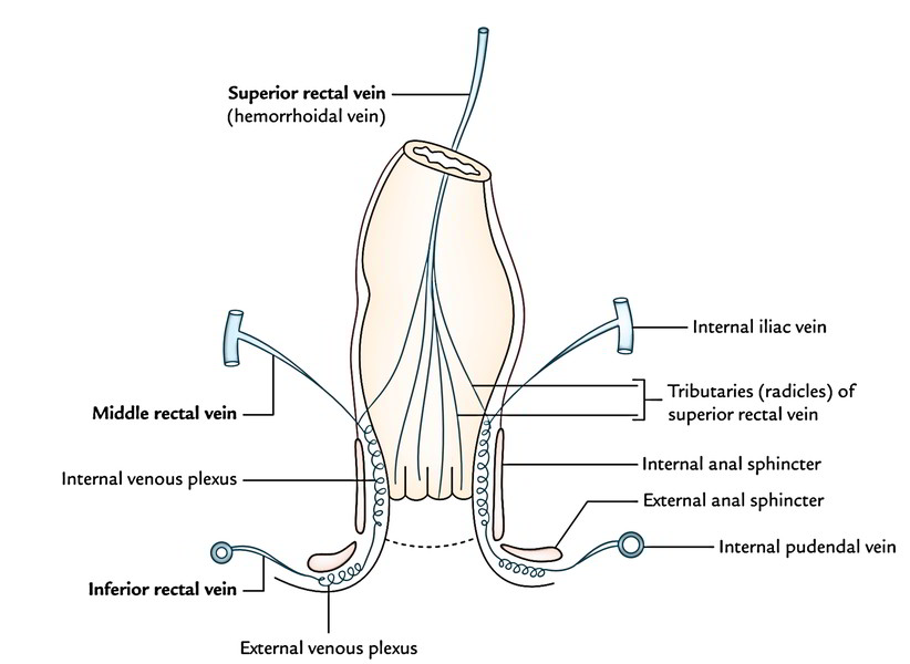 Rectum: Venous Drainage