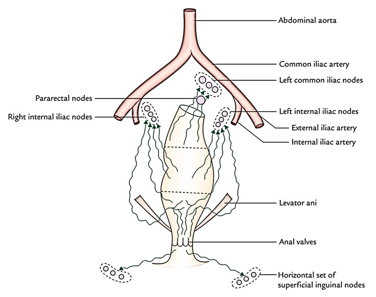 Rectum: Lymphatic Drainage