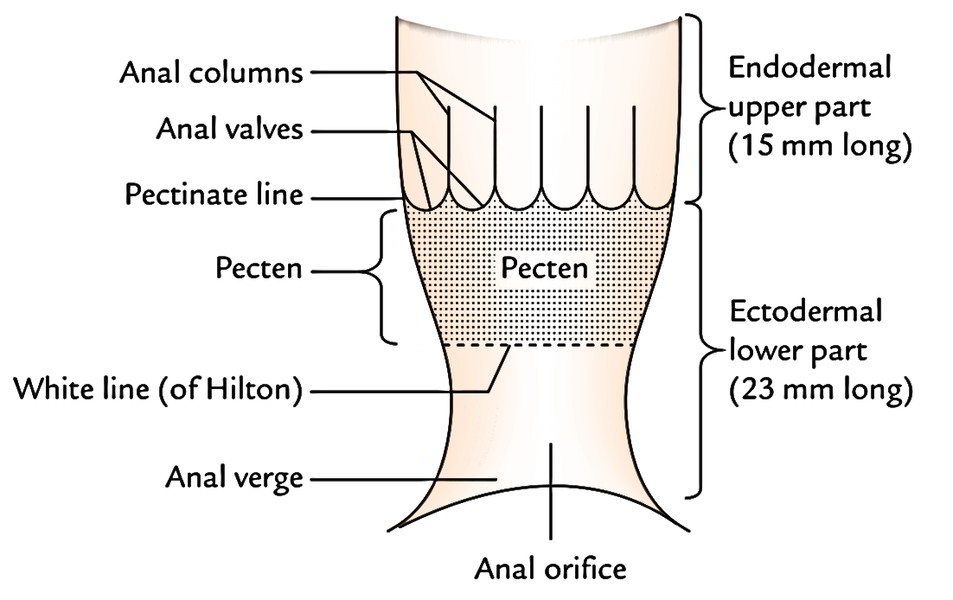 or Anal and cleft fold