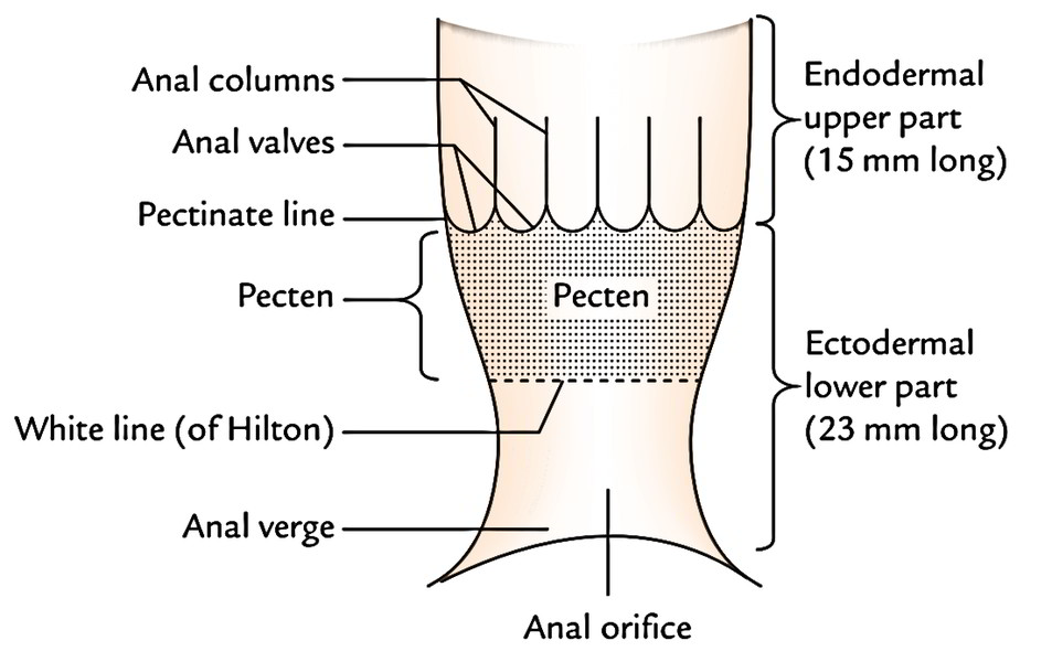 Anal Canal: Interior