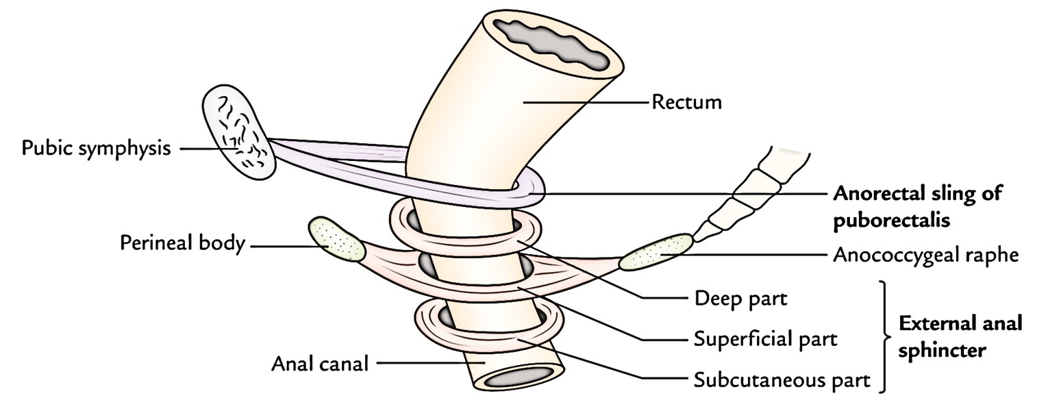 Anal Canal: External Sphincter