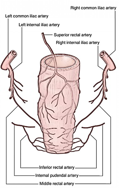 Anal Canal: Arterial Supply Anal Canal: Arterial Supply