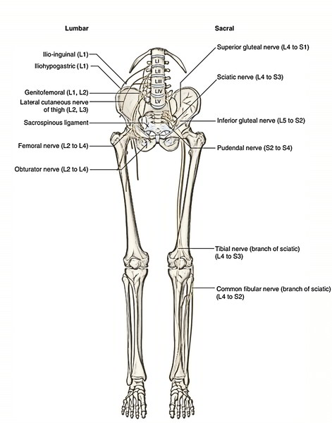 Easy Notes On Lower Limb Learn In Just 4 Minutes Earth S Lab