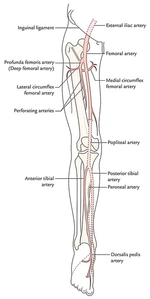 Lower Limb Blood Supply Flow Chart