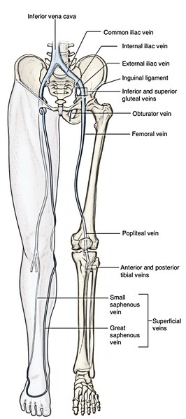 Lower Leg Bones Diagram - Bones Of The Lower Limb Anatomy Physiology